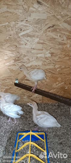 Индюшата биг 6