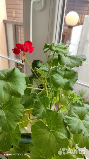 Пеларгония,герань, тëмно красная