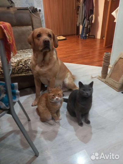 Собака вязка