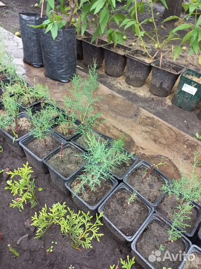 Тамарикс (бисерник)