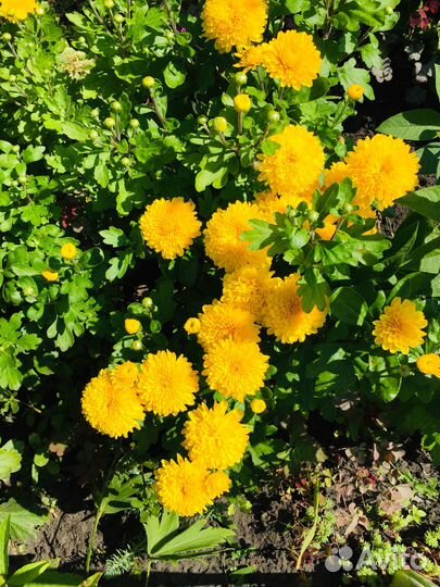 Георгины клубни, хризантемы, мультифлора