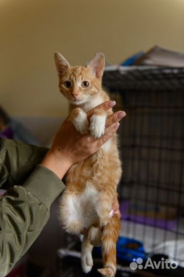 Рыжий котенок девочка