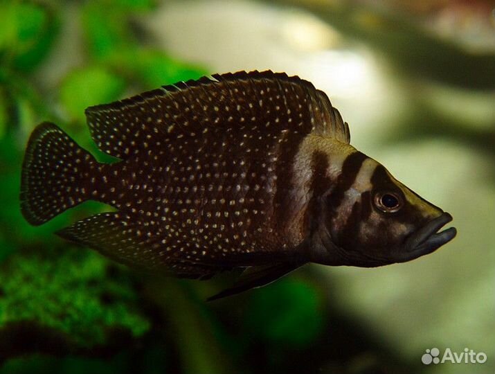 Цихлиды танганьики