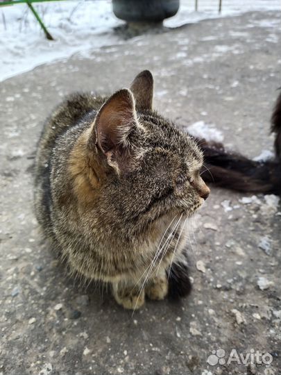 Кусь-кусь от котика + царапка в подарок