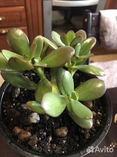 Суккуленты