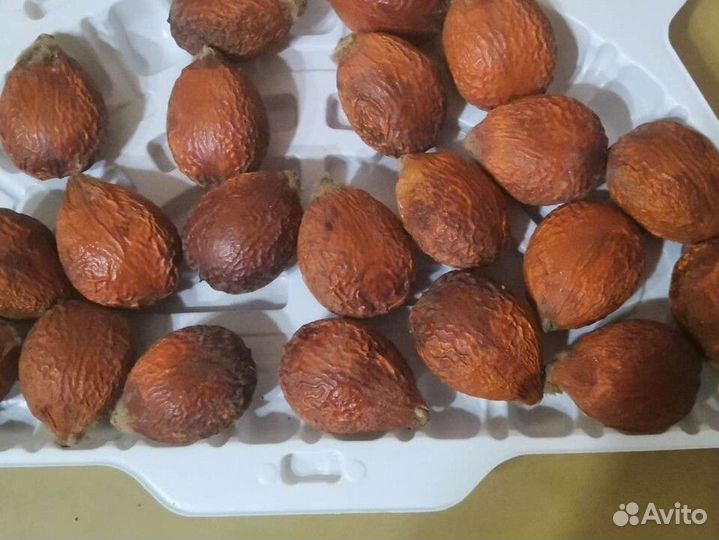 Саговник-Цикас