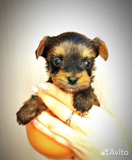 Йоркширский терьер