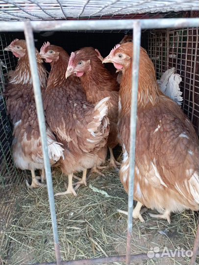 Куры молодки Ломан Браун