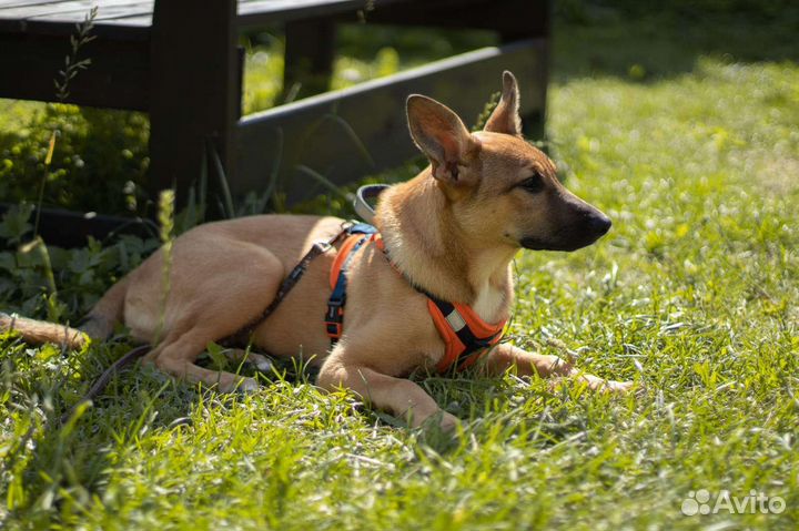 Собака в добрые руки отдам бесплатно