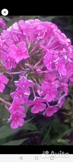 Флоксы многолетние