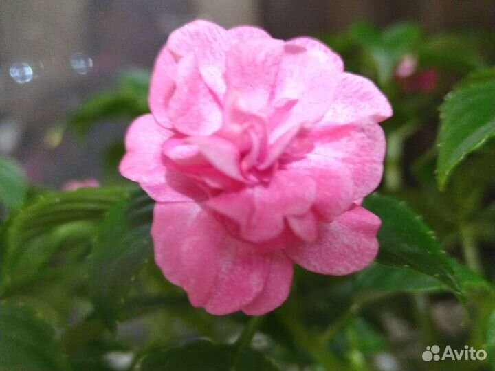 Бальзамин махровый сортовой