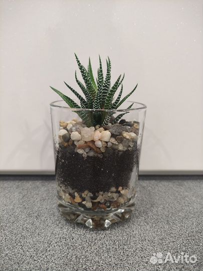 Хавортия, суккулент, флорариум