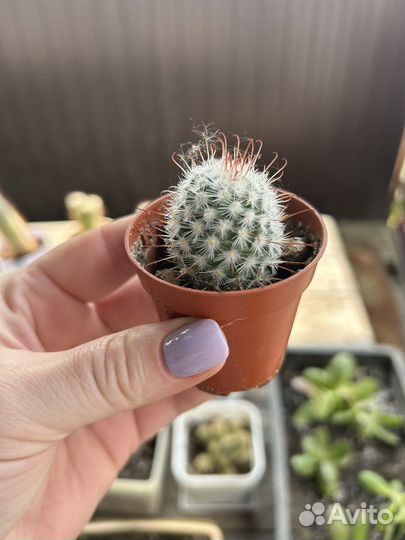 Кактусы и суккуленты