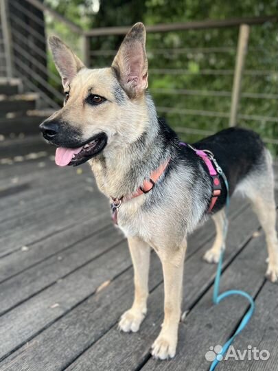 Собака в добрые руки