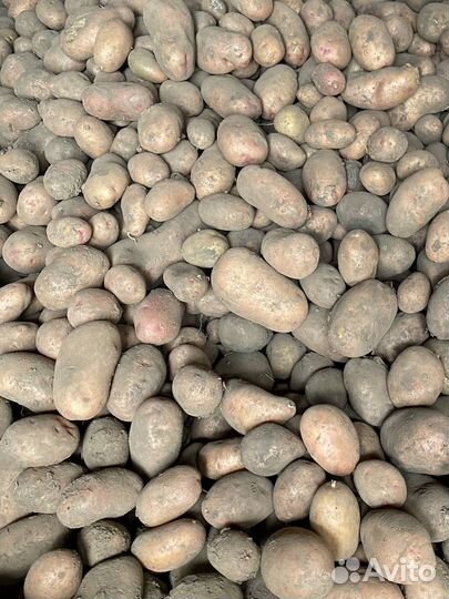 Картофель крупный