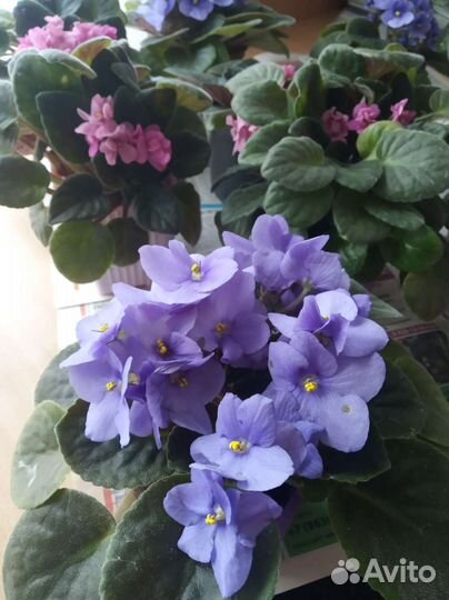 Сортовые фиалки