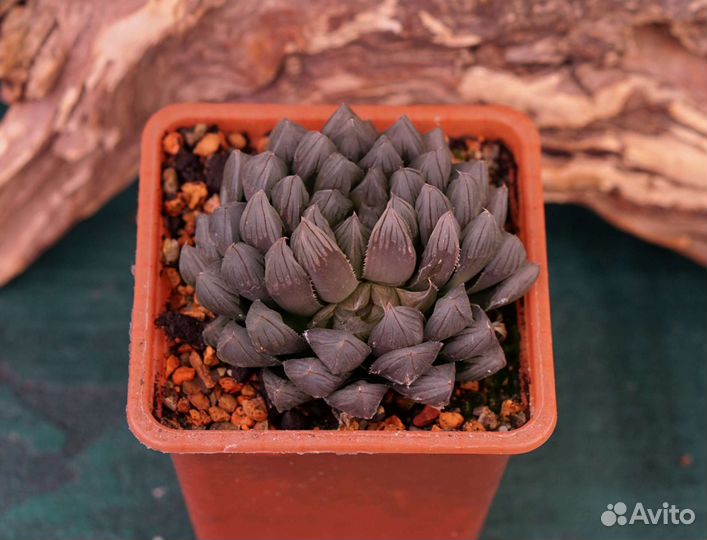 Хавортии коллекционные