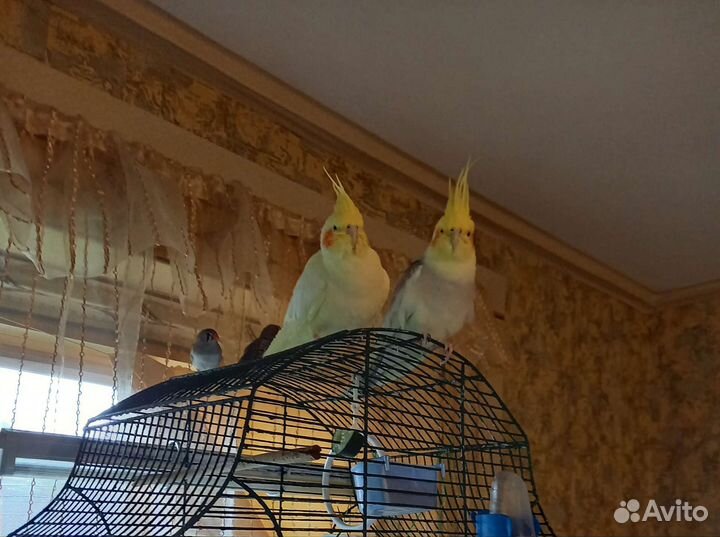 Пара попугаев корелла с клеткой