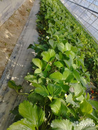 Продам касетную рассаду Клубника