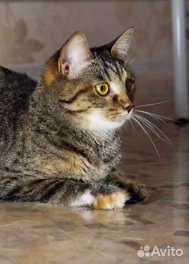 Кошка Масяня