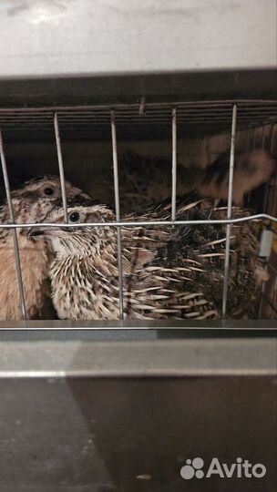 Перепела Фараон