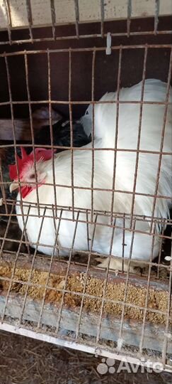 Петушки, перепела