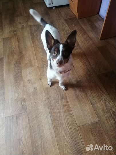 Передержка животных