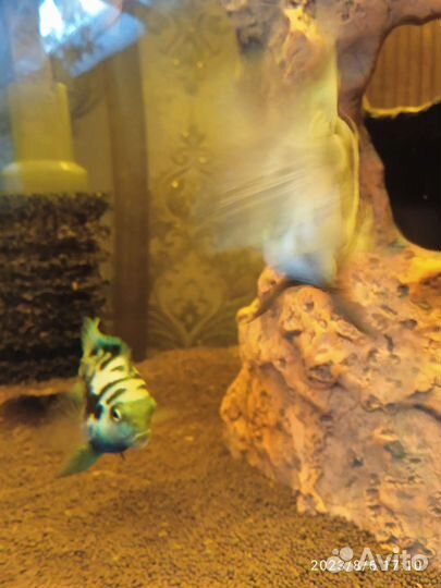 Аквариумные рыбки