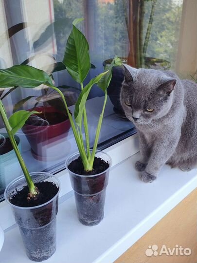 Спатифиллум