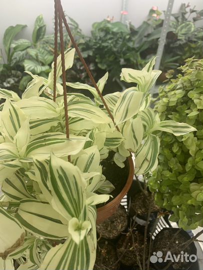 Ампельные растения