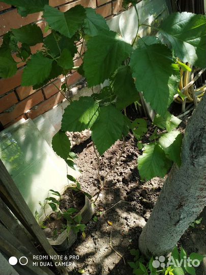 Глед(боярышник С шиповником)