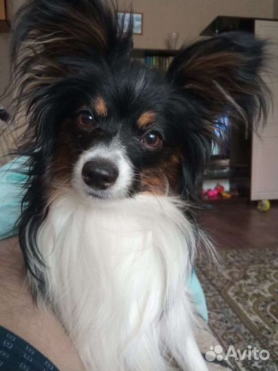 Вязка папийон