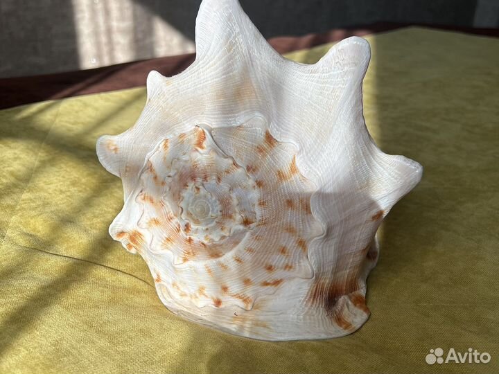 Морские ракушки