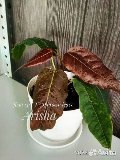 Фикус Браун лиф Т29