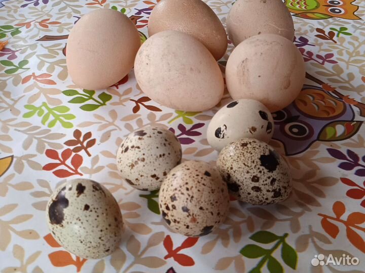 Инкубационное яйцо цесарки