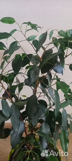 Фикус бенджамина
