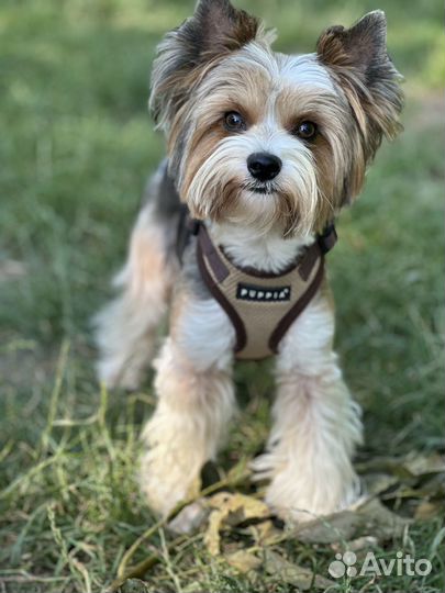 Бивер вязка