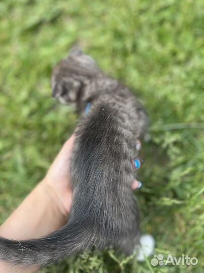 Шотландский кот