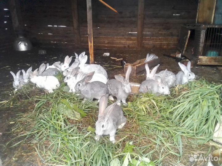 Кролики