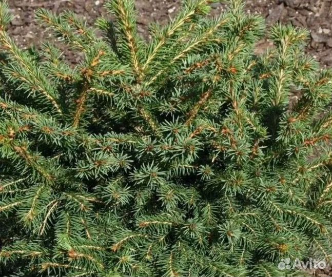 Ель Брабант(picea ab.) Brabant