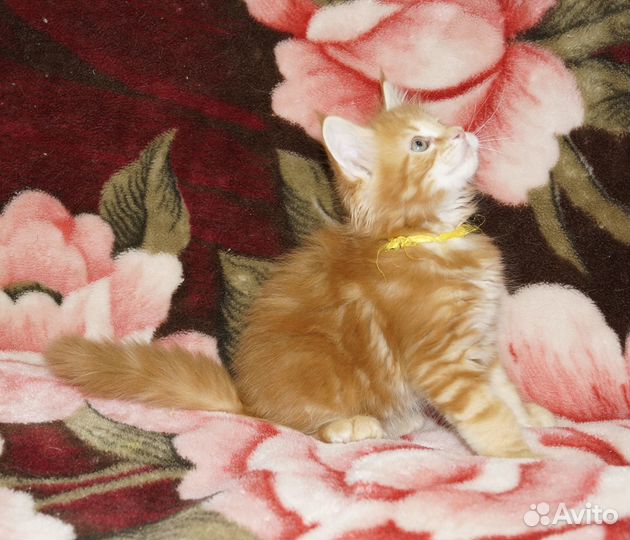 Котята мейн-кун