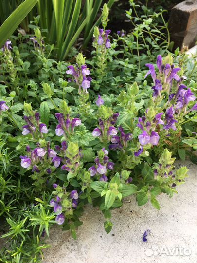 Многолетники садовые