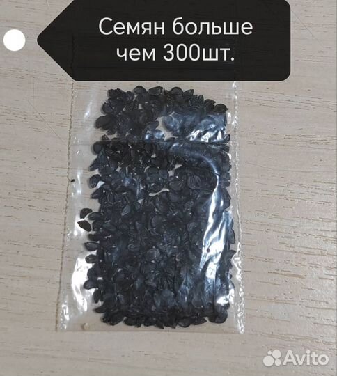 Семена зелёного чеснока (домашнего), многолетний