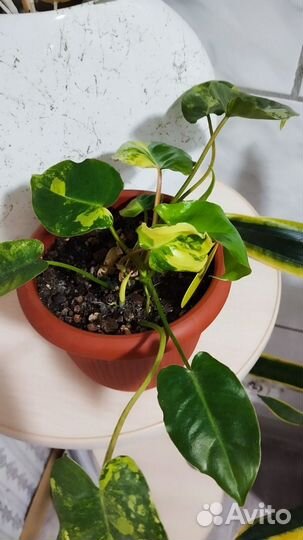 Комнатные цветы