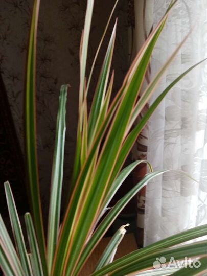 Комнатные растения цветы