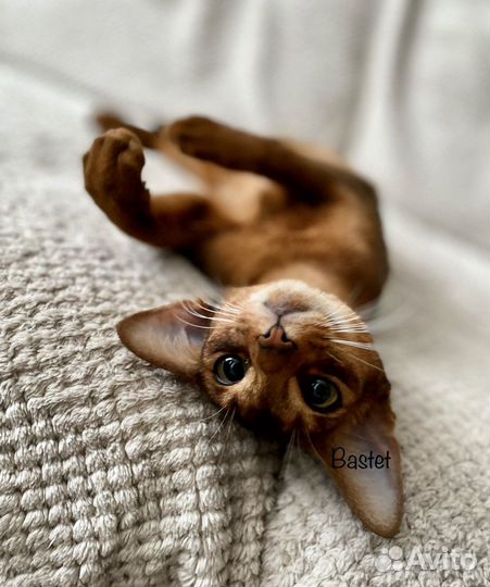 Абиссинские для ценителей