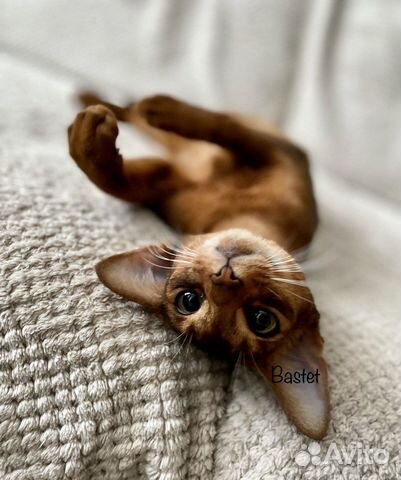 Абиссинские для ценителей