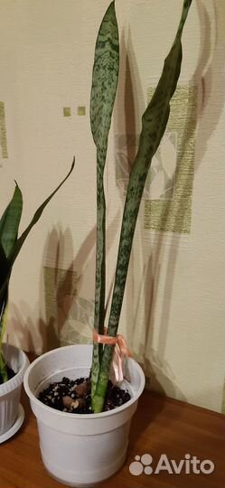 Сансевиерия