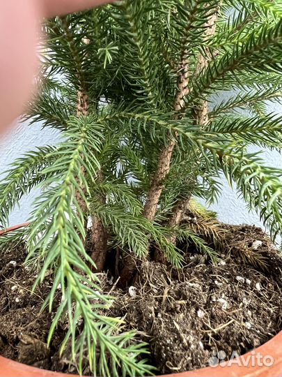 Араукария H 60-65 см