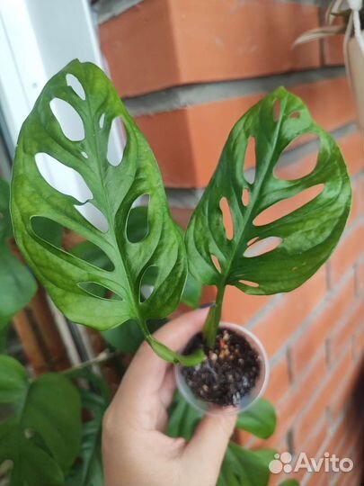 Монстера вариегатная альба,сильтепекана, адансона